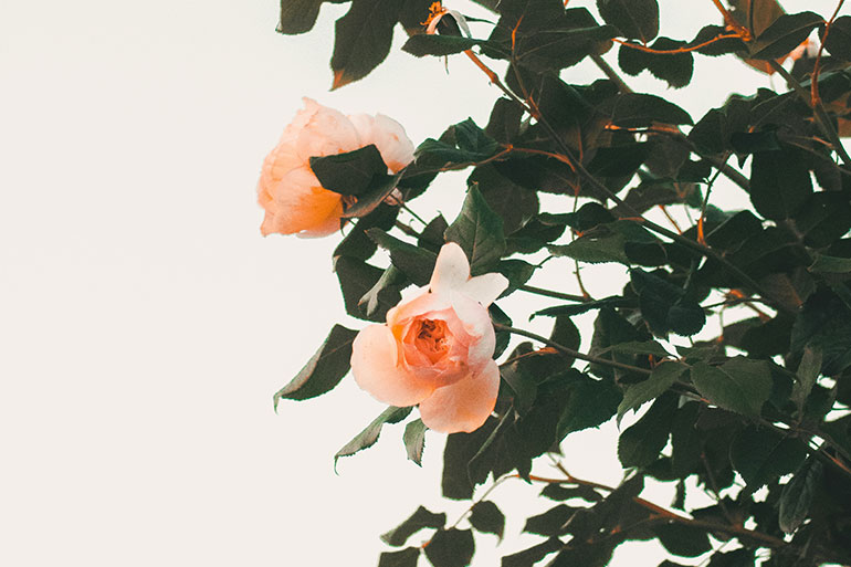 Frauenarzt Graz - Gynäkologie Graz - Frühschwangerschaft - Brustoperation Graz